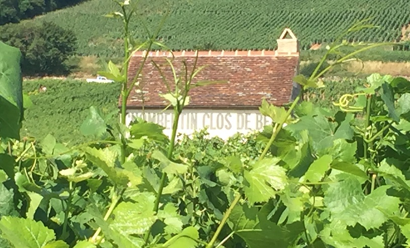 Grand cru of Gevrey-Chambertin in Burgundy